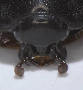 Réf. 195 268 : Chalcionellus aemulus